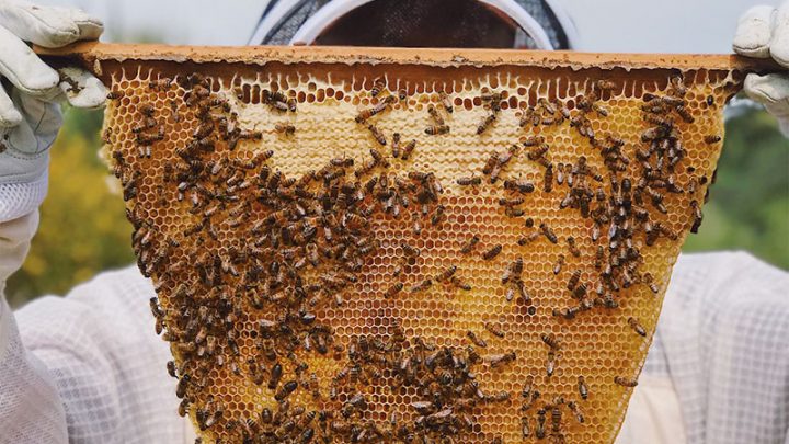 Vrei sa te apuci de apicultura?